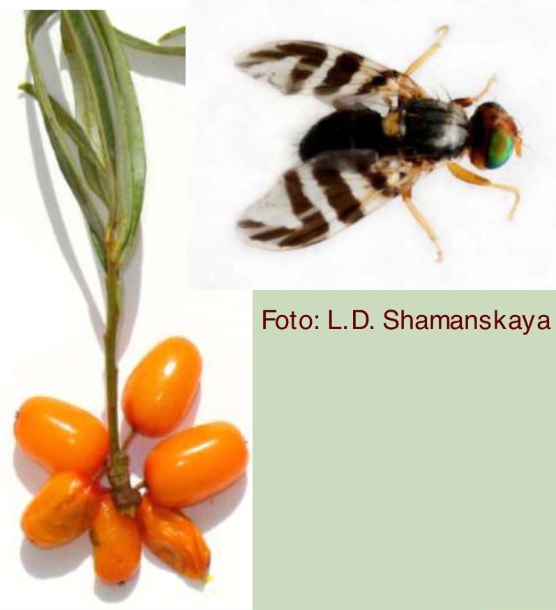 batavakiskepujdonsagokhoz