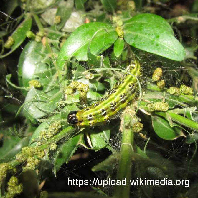 cydalimaperspectalis