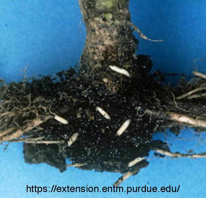deliaradicum