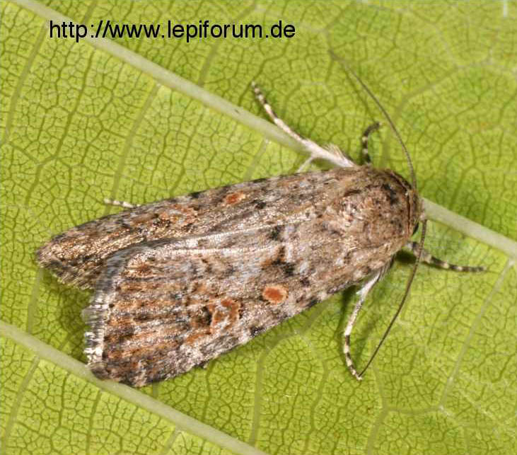 spodopteraexigua