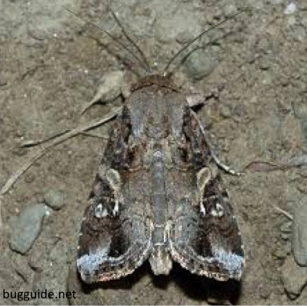 spodopterafrugiperda