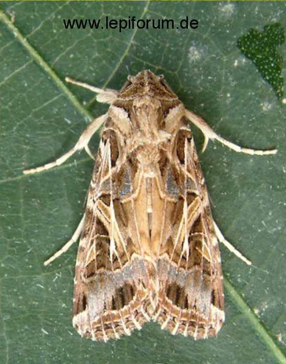 spodopteralittoralis
