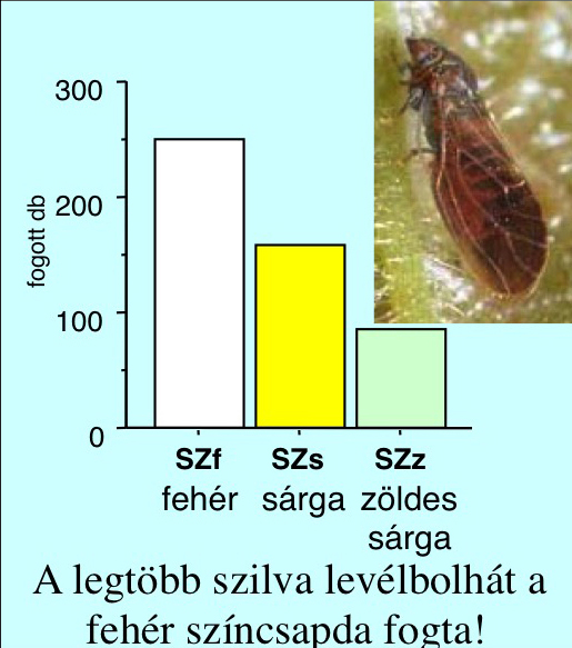 szilvlevbolha
